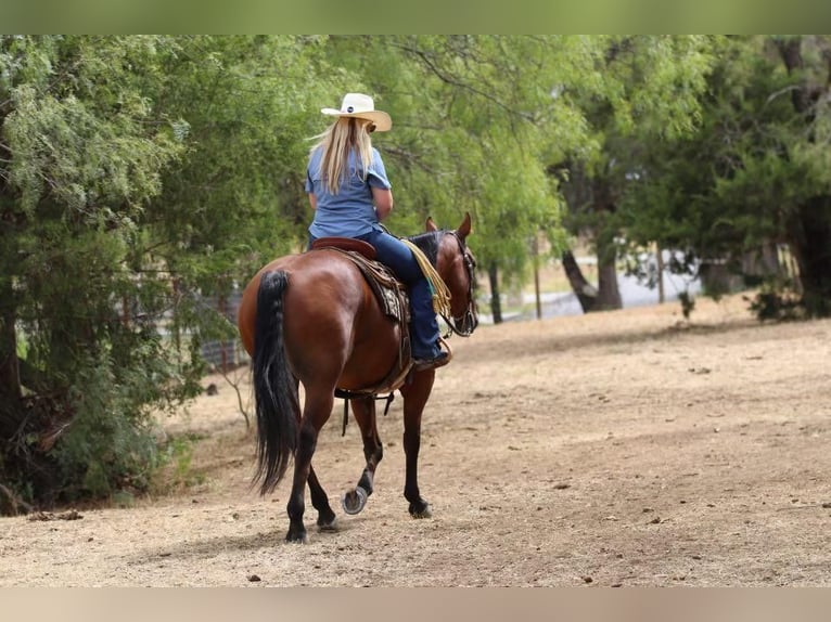 American Quarter Horse Gelding 11 years 15,1 hh Bay in Joshua, TX
