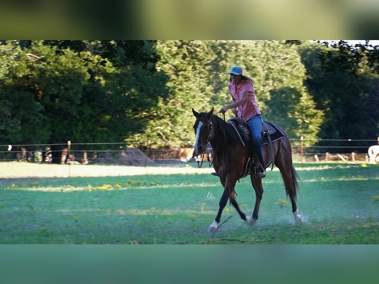 American Quarter Horse Mix Gelding 11 years 15,1 hh Bay in Terrell, TX