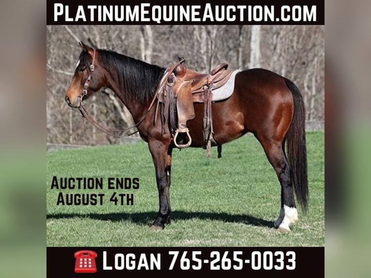 American Quarter Horse Gelding 11 years 15.1 hh Bay in Level Green KY