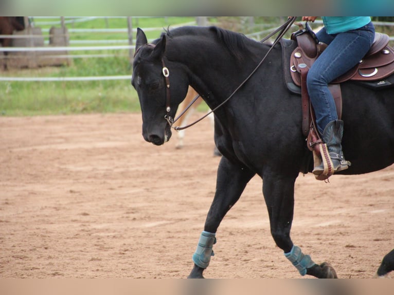 American Quarter Horse Gelding 11 years 15.1 hh Black in Abenberg