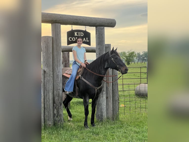 American Quarter Horse Gelding 11 years 15,1 hh Black in Lisbon IA