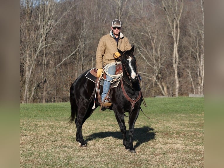 American Quarter Horse Gelding 11 years 15,1 hh Black in Somerset, KY