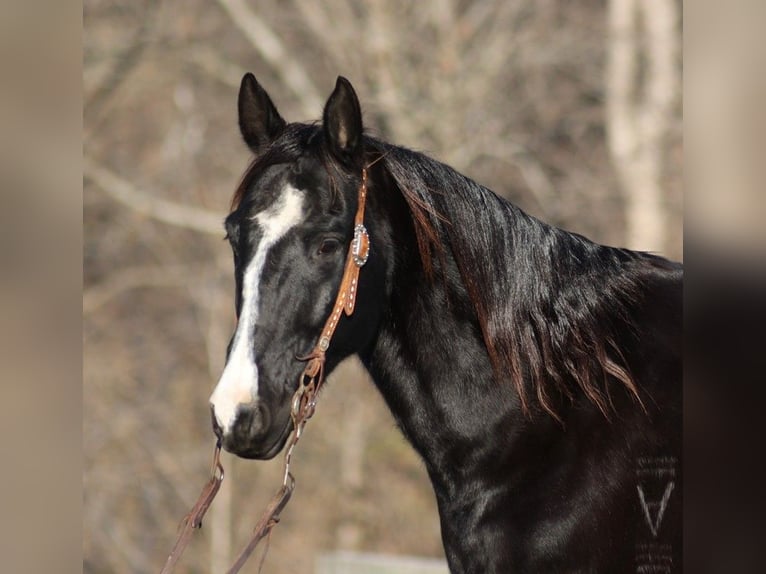 American Quarter Horse Gelding 11 years 15,1 hh Black in Somerset, KY