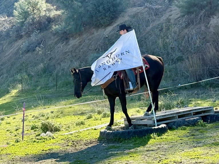 American Quarter Horse Gelding 11 years 15.1 hh Black in Tres Pinos