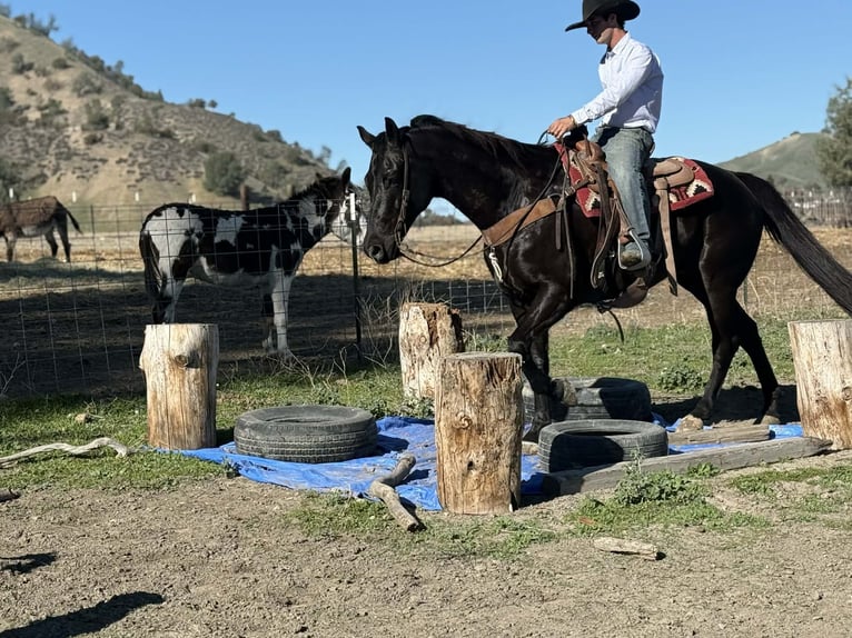 American Quarter Horse Gelding 11 years 15.1 hh Black in Tres Pinos