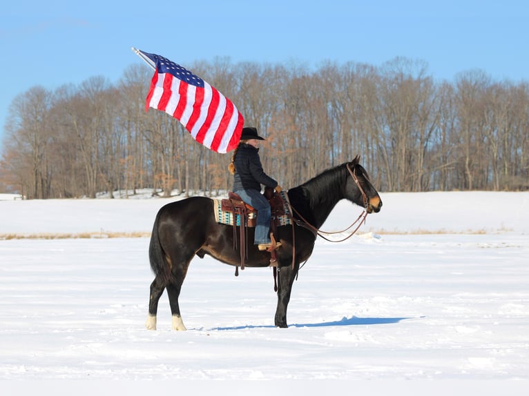 American Quarter Horse Gelding 11 years 15.1 hh Brown in Clarion