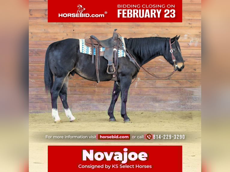 American Quarter Horse Gelding 11 years 15.1 hh Brown in Clarion