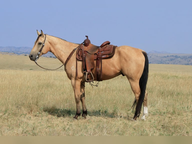 American Quarter Horse Gelding 11 years 15,1 hh Buckskin in Lovell