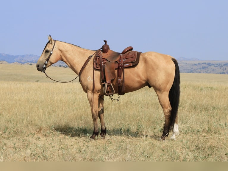 American Quarter Horse Gelding 11 years 15,1 hh Buckskin in Lovell