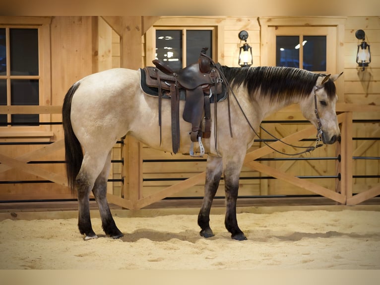 American Quarter Horse Gelding 11 years 15.1 hh Buckskin in Needmore