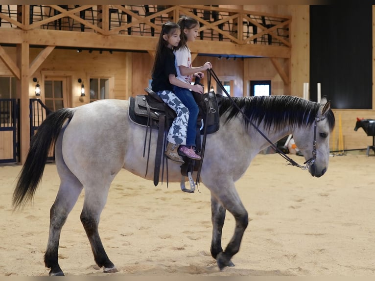 American Quarter Horse Gelding 11 years 15.1 hh Buckskin in Needmore