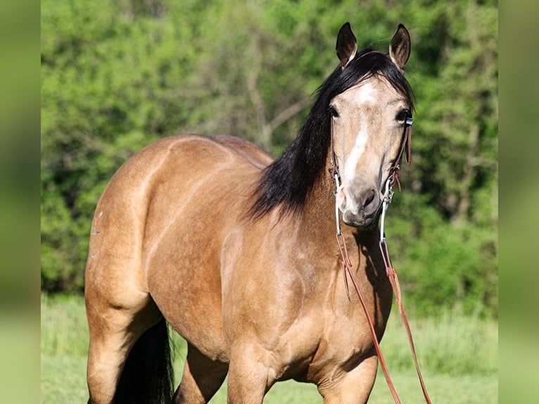 American Quarter Horse Gelding 11 years 15,1 hh Buckskin in Somerset KY
