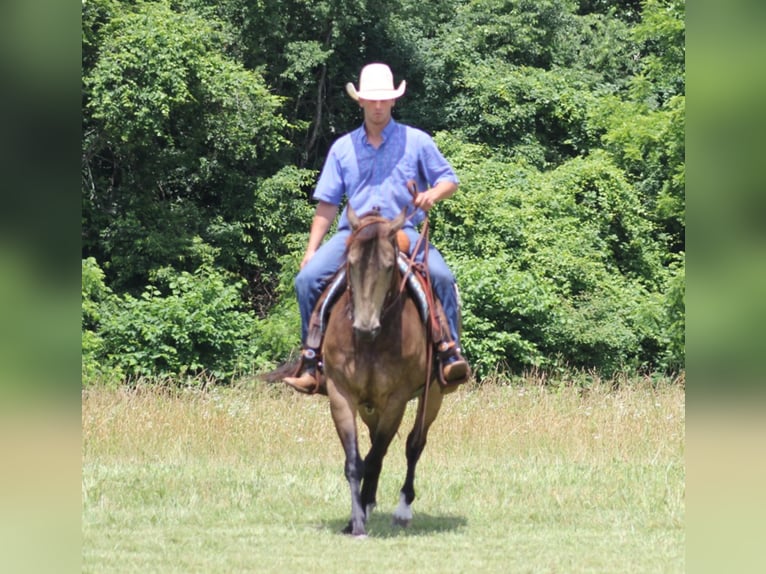 American Quarter Horse Gelding 11 years 15,1 hh Buckskin in Brodhead KY