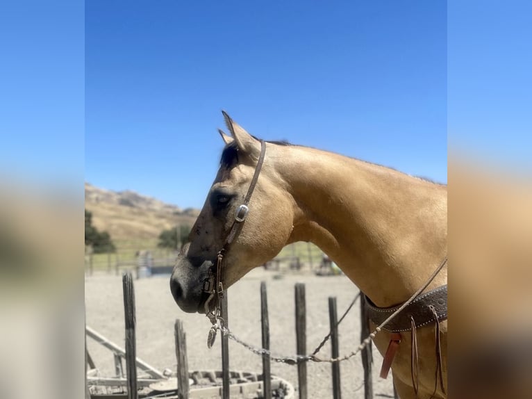 American Quarter Horse Gelding 11 years 15,1 hh Buckskin in Paicines CA