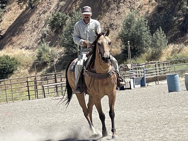 American Quarter Horse Gelding 11 years 15,1 hh Buckskin in Paicines CA