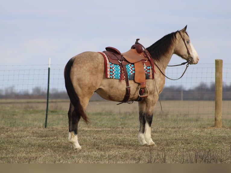 American Quarter Horse Gelding 11 years 15,1 hh Buckskin in Sonora KY