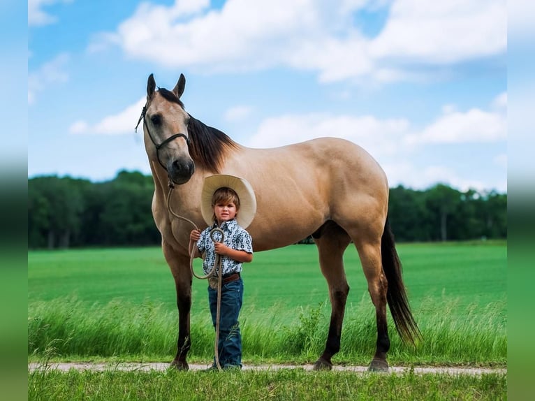 American Quarter Horse Gelding 11 years 15,1 hh Buckskin in Nevis, MN