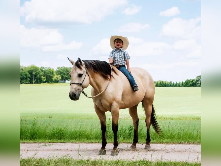 American Quarter Horse Gelding 11 years 15,1 hh Buckskin in Nevis, MN