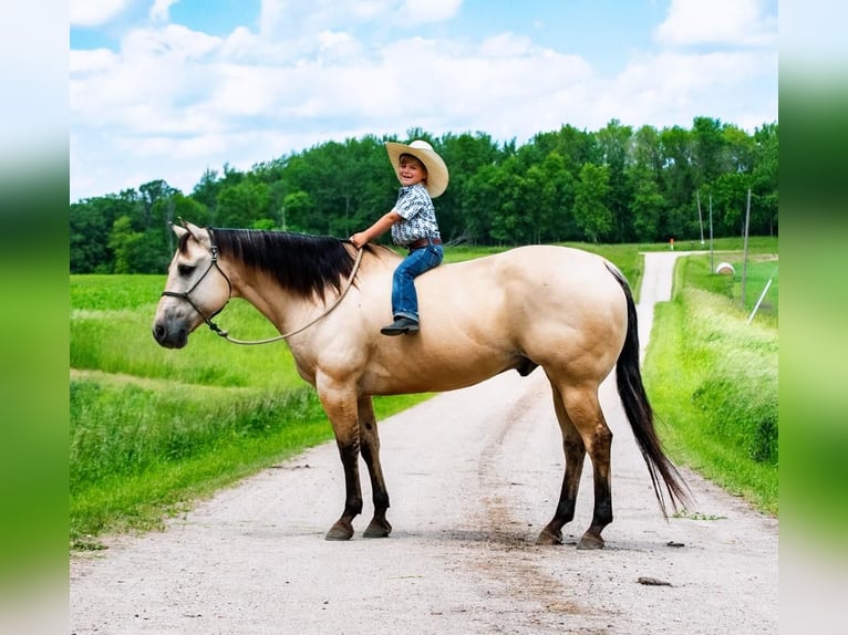 American Quarter Horse Gelding 11 years 15,1 hh Buckskin in Nevis, MN