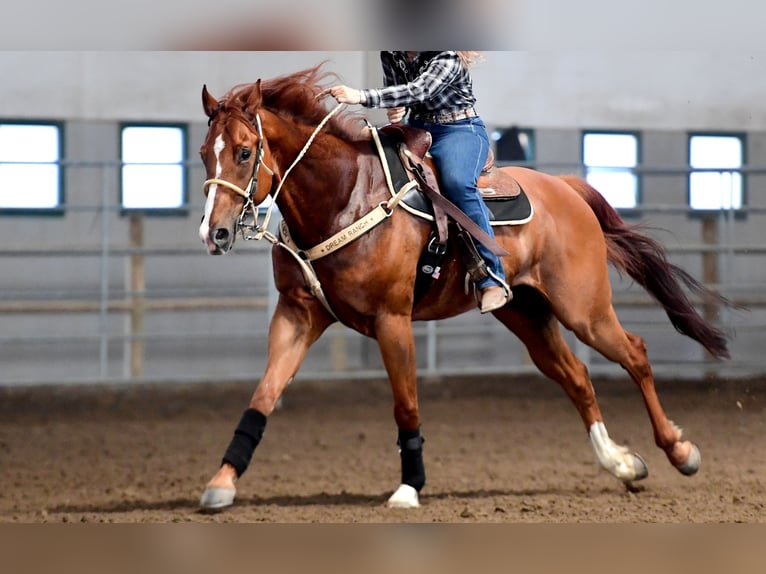 American Quarter Horse Gelding 11 years 15,1 hh Chestnut-Red in Pozzoleone