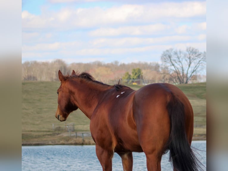 American Quarter Horse Gelding 11 years 15,1 hh Chestnut in Hardinsburg IN