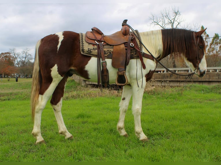 American Quarter Horse Gelding 11 years 15,1 hh Chestnut in Rusk TX