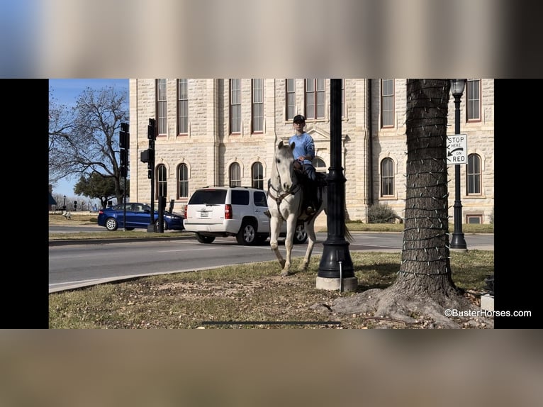 American Quarter Horse Gelding 11 years 15,1 hh Gray in Weatherford TX