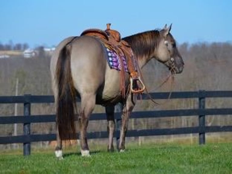 American Quarter Horse Gelding 11 years 15,1 hh Grullo in Bovina MS