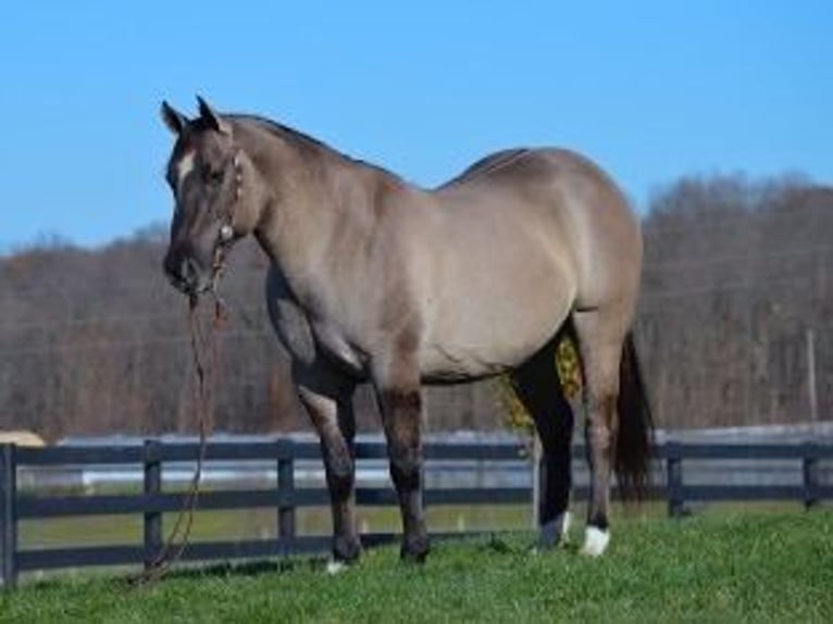 American Quarter Horse Gelding 11 years 15,1 hh Grullo in Bovina MS