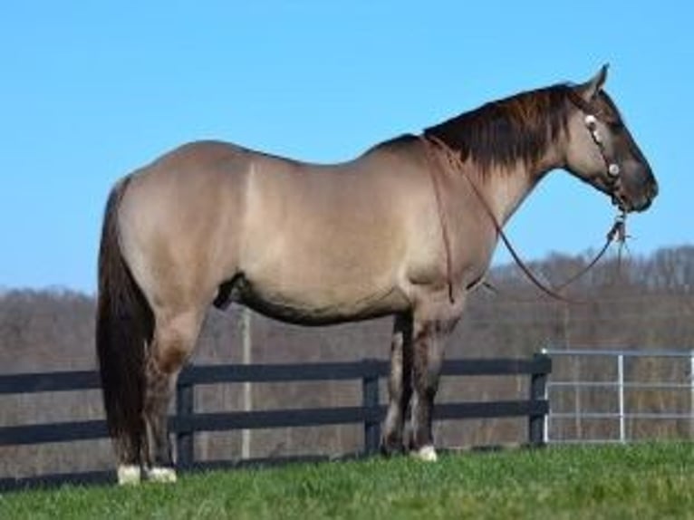 American Quarter Horse Gelding 11 years 15,1 hh Grullo in Bovina MS