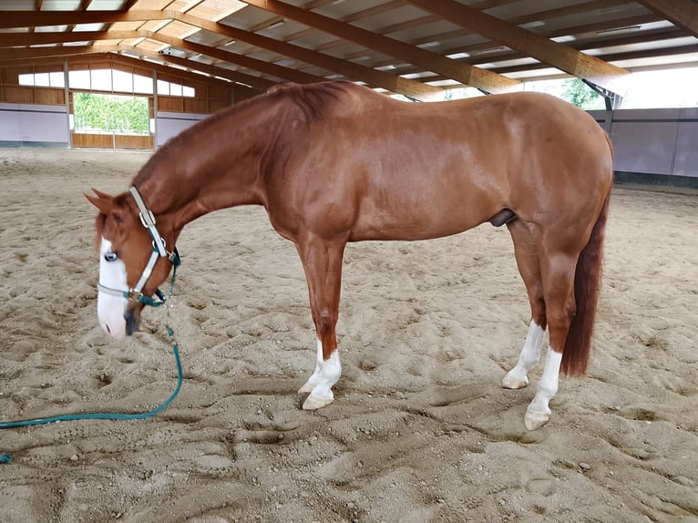 American Quarter Horse Gelding 11 years 15.1 hh Overo-all-colors in Monza