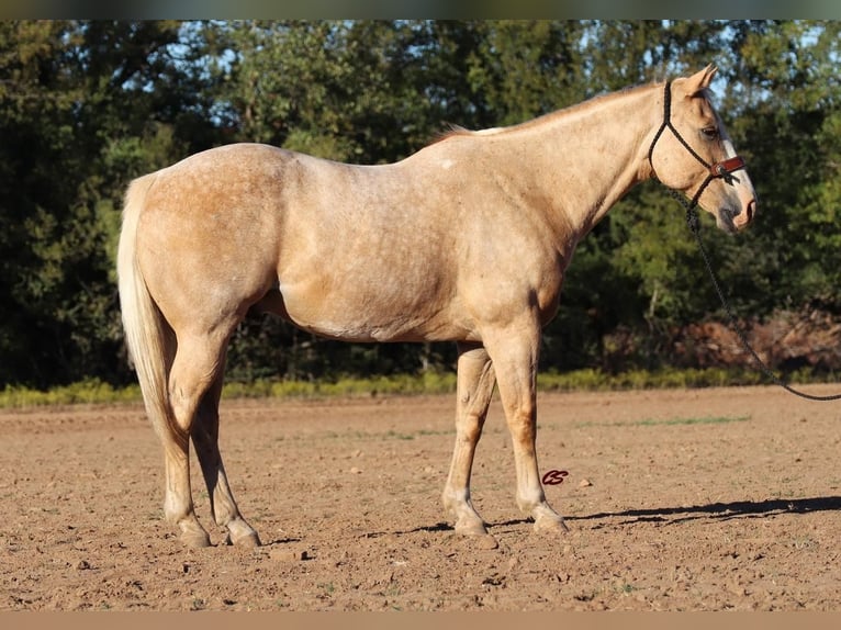 American Quarter Horse Gelding 11 years 15,1 hh Palomino in Graham,  TX