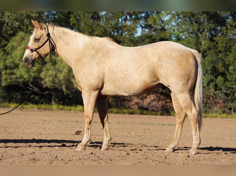 American Quarter Horse Gelding 11 years 15,1 hh Palomino in Graham,  TX