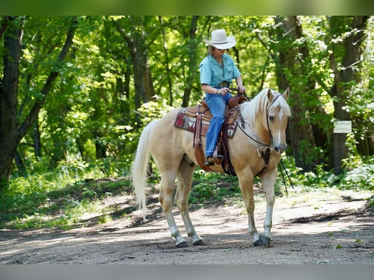 American Quarter Horse Gelding 11 years 15,1 hh Palomino in Valley Springs, SD