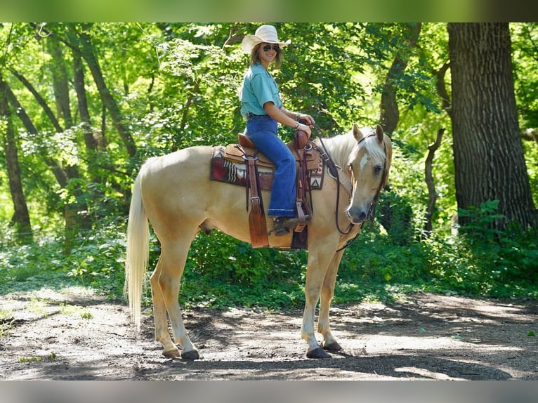 American Quarter Horse Gelding 11 years 15,1 hh Palomino in Valley Springs, SD