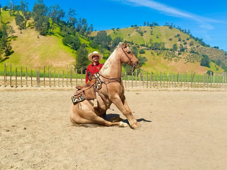 American Quarter Horse Gelding 11 years 15.1 hh Palomino in Tres Pinos