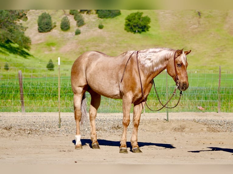 American Quarter Horse Gelding 11 years 15.1 hh Palomino in Tres Pinos