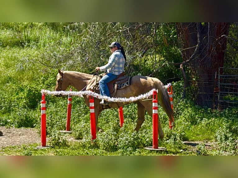 American Quarter Horse Gelding 11 years 15.1 hh Palomino in Tres Pinos