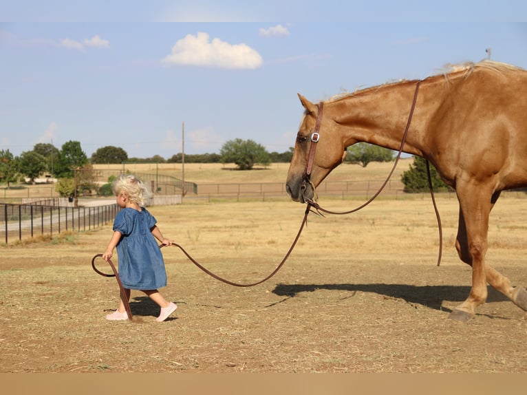 American Quarter Horse Gelding 11 years 15,1 hh Palomino in Cleburne Tx