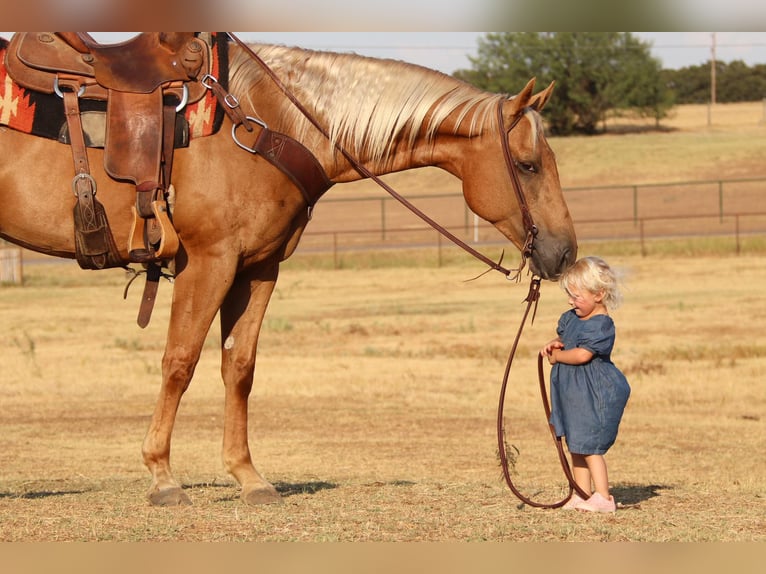 American Quarter Horse Gelding 11 years 15,1 hh Palomino in Cleburne Tx