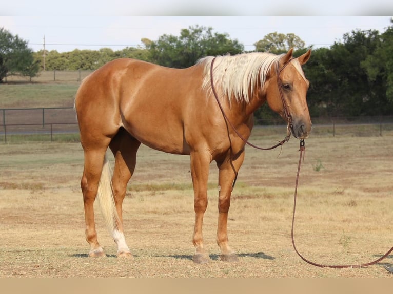 American Quarter Horse Gelding 11 years 15,1 hh Palomino in Cleburne Tx