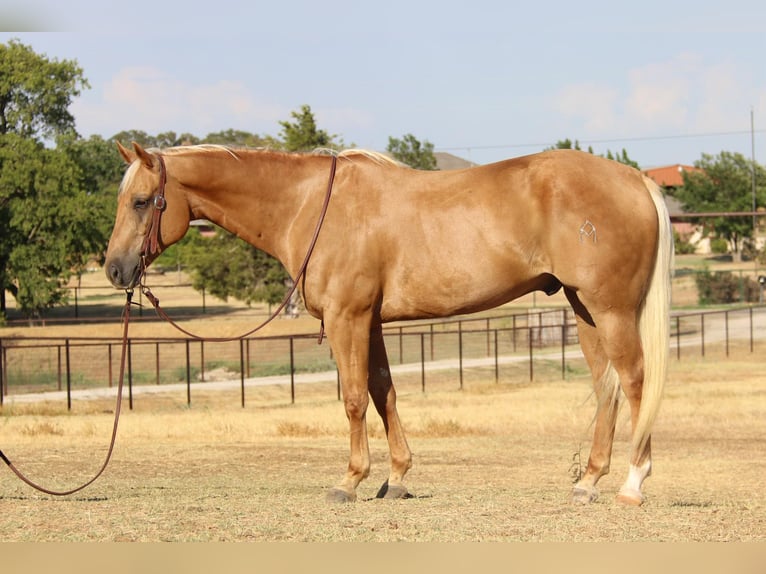 American Quarter Horse Gelding 11 years 15,1 hh Palomino in Cleburne Tx