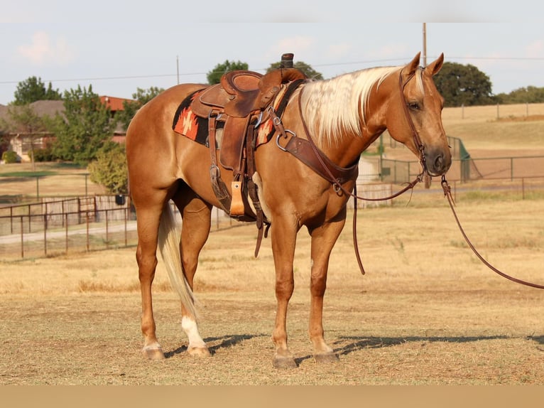 American Quarter Horse Gelding 11 years 15,1 hh Palomino in Cleburne Tx