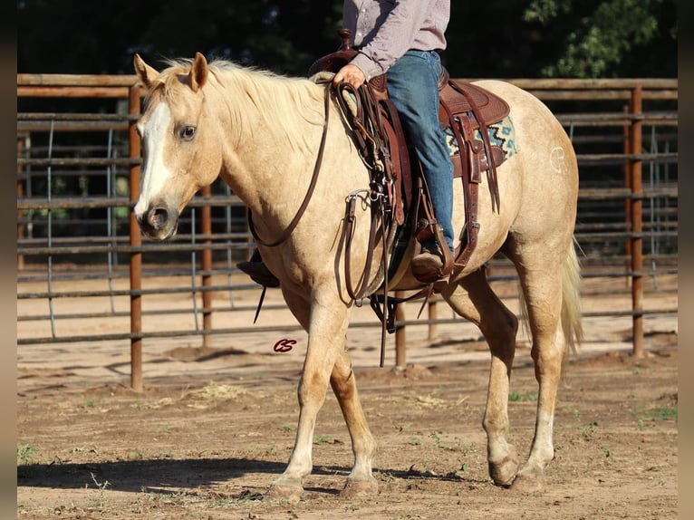 American Quarter Horse Gelding 11 years 15,1 hh Palomino in Graham TX
