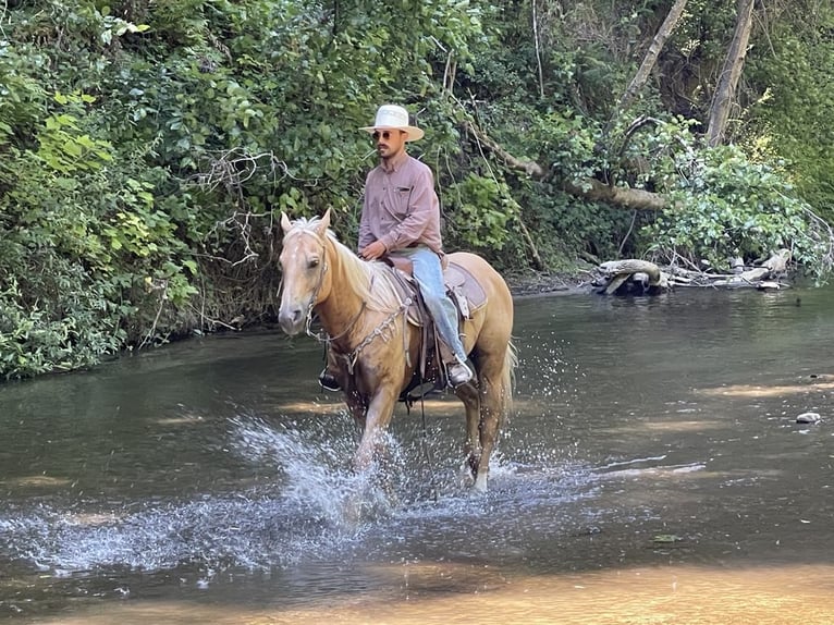 American Quarter Horse Gelding 11 years 15,1 hh Palomino in Paicines Ca