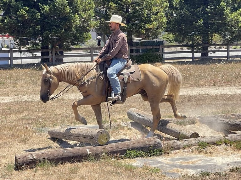 American Quarter Horse Gelding 11 years 15,1 hh Palomino in Paicines Ca