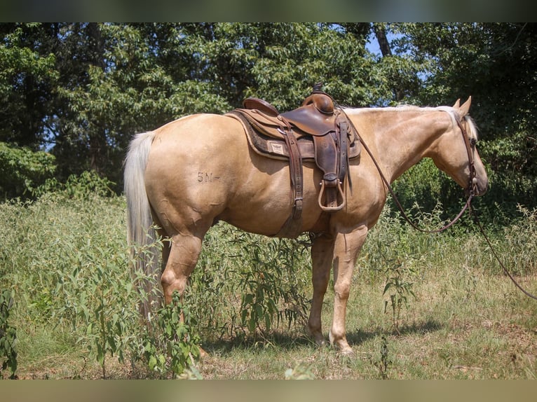 American Quarter Horse Gelding 11 years 15,1 hh Palomino in Rusk TX