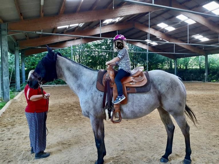 American Quarter Horse Gelding 11 years 15,1 hh Roan-Bay in Dietenheim