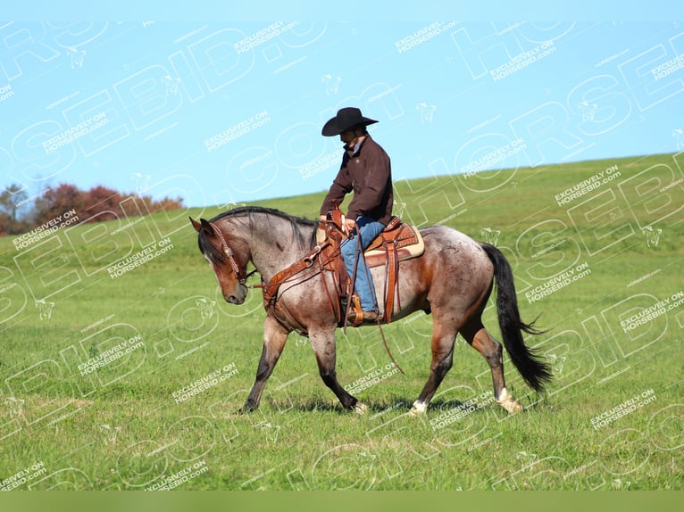 American Quarter Horse Gelding 11 years 15,1 hh Roan-Bay in Clarion, PA