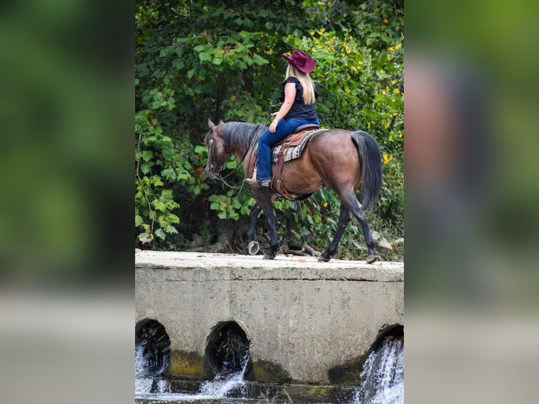 American Quarter Horse Gelding 11 years 15,1 hh Roan-Bay in London, KY